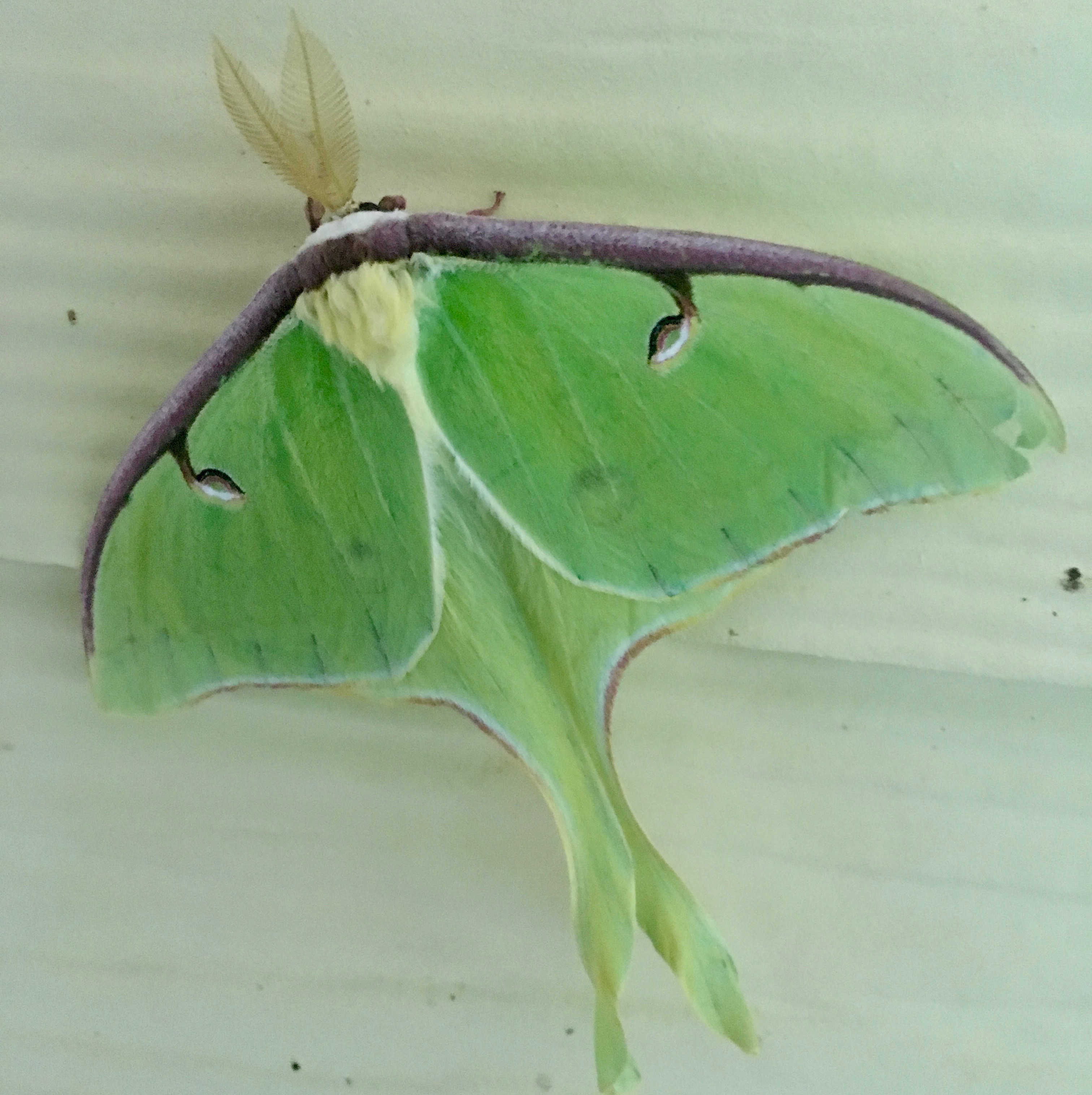 Lunar moth 1